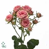 Rosa spray pepita