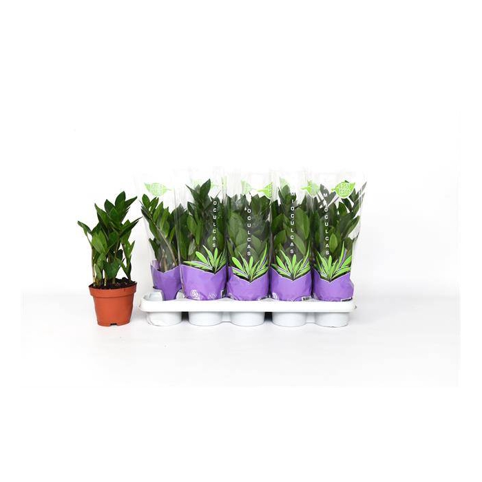 <h4>Zamioculcas zamifolia 12Ø 40cm 4st</h4>