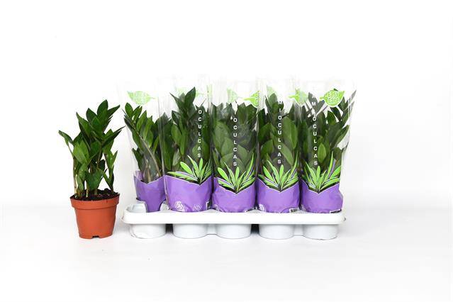 Zamioculcas zamifolia 12Ø 40cm 4st