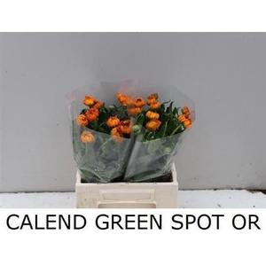 Calendula Green Spot Orange