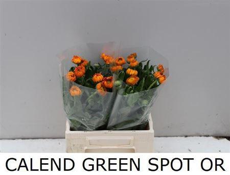 <h4>Calendula Green Spot Orange</h4>