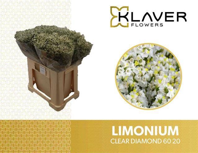 <h4>Limonium Clear Diamond Klaver</h4>