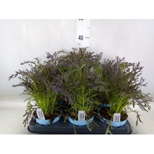 Lactuca sativa  ...Sla