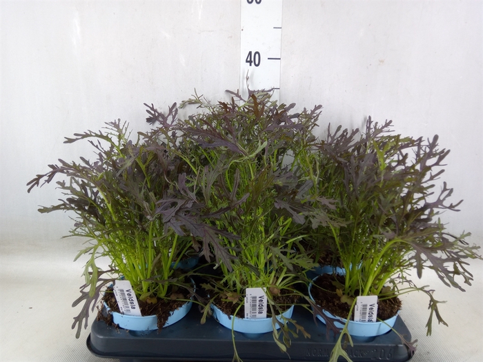 <h4>Lactuca sativa  ...Sla</h4>
