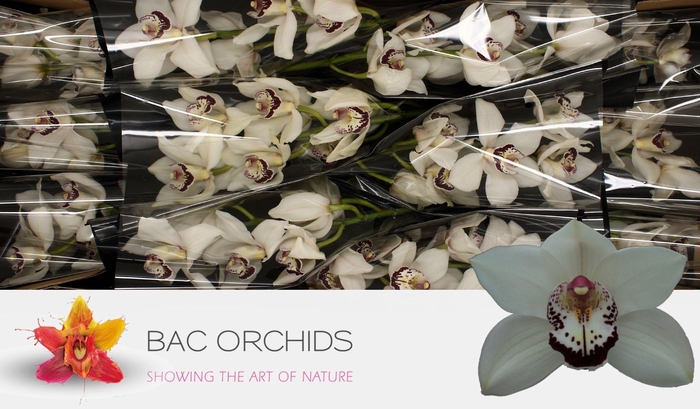 <h4>CYMB T MRS. ESMEE</h4>