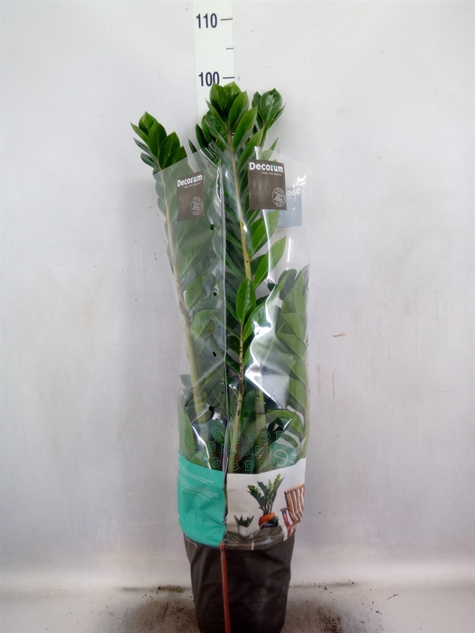 <h4>Zamioculcas zamiifolia</h4>