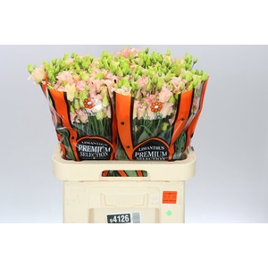 Eust E Falda Apricot Ex