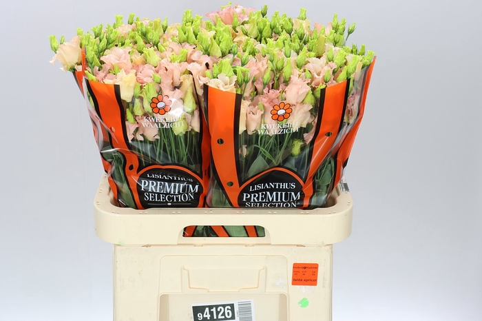 <h4>Eust E Falda Apricot Ex</h4>