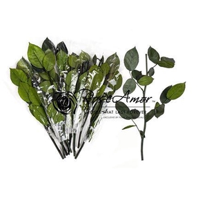 30cm Stem Without Head Bulk