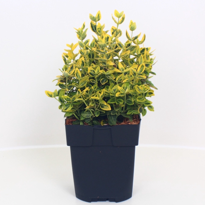 <h4>Euonymus fortunei Emerald n Gold</h4>