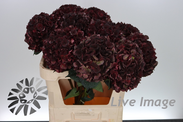 <h4>Hydrangea mag dark ruby classic</h4>