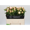 Paeonia Colonel Owen Cousins