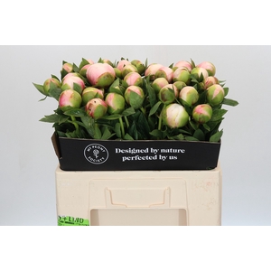 Paeonia Colonel Owen Cousins