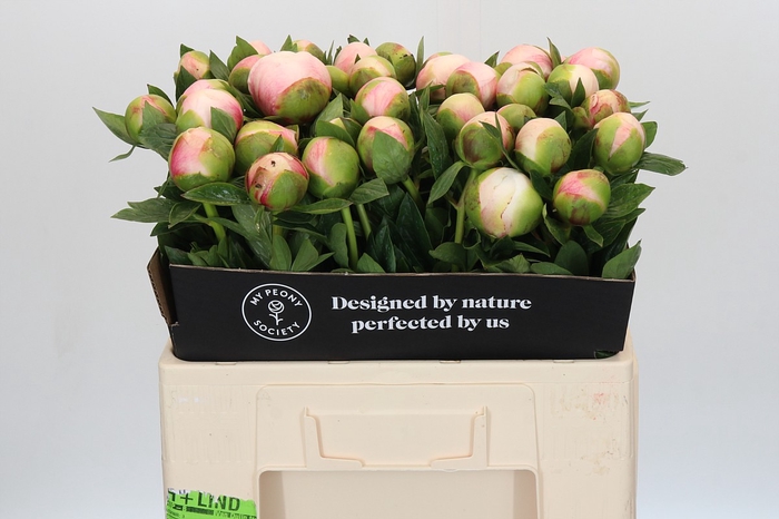 <h4>Paeonia Colonel Owen Cousins</h4>