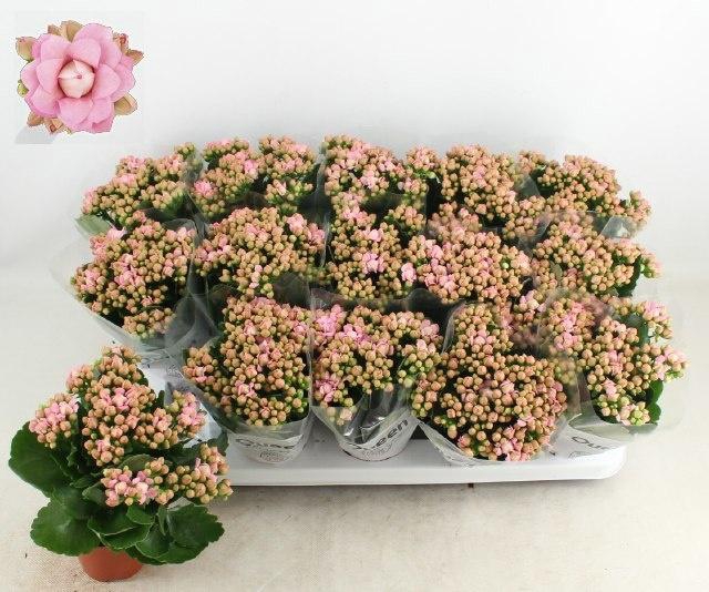 <h4>KAL GE MF LILLIAN</h4>