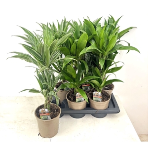 Dracaena fr de   ...mix