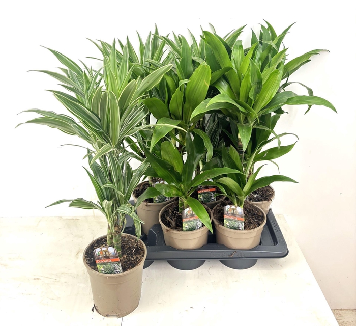 <h4>Dracaena fr de   ...mix</h4>
