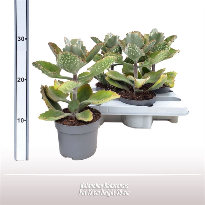 <h4>Kalanchoe Beharensis</h4>