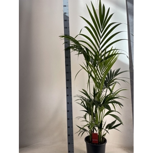 HOWEA FORSTERIANA
