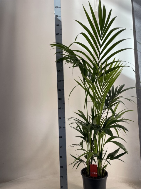 HOWEA FORSTERIANA