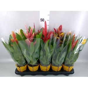 Vriesea   ...mix 8