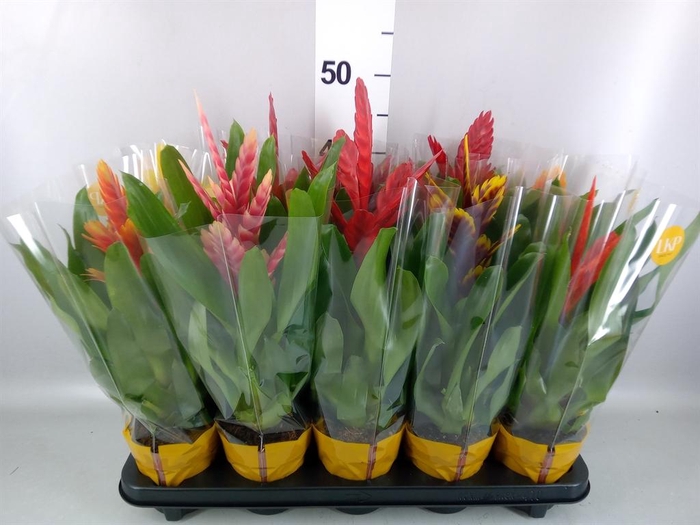 <h4>Vriesea   ...mix 8</h4>