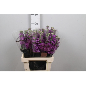 Matth Impala Purple