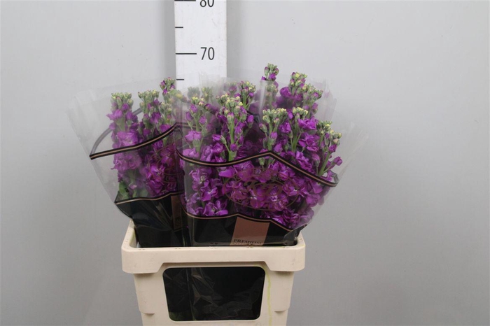 <h4>Matth Impala Purple</h4>