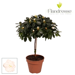 Azalea Flandresse® stam 'wit' 20 - 22 cm