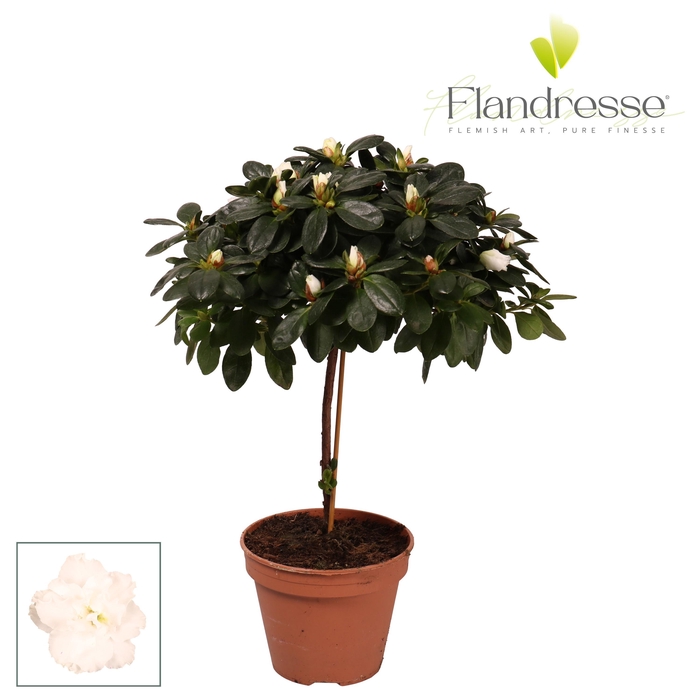 <h4>Azalea Flandresse® stam 'wit' 20 - 22 cm</h4>