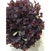 COTINUS ROT