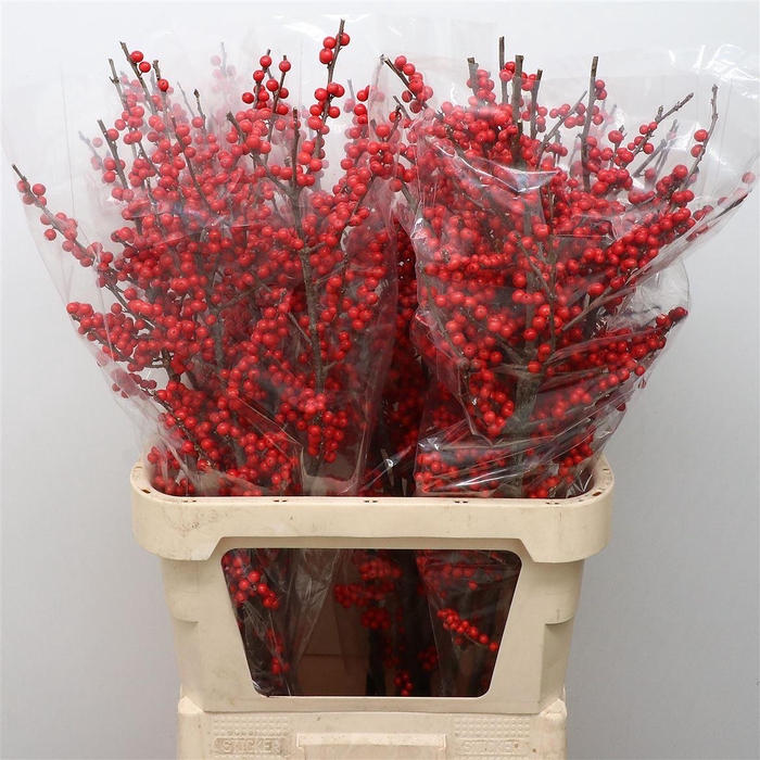 Ilex Verticillata Ro