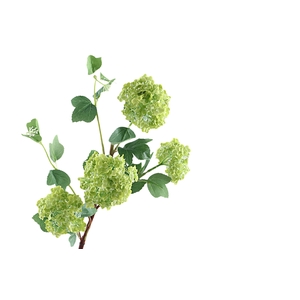 Viburnum Opulus Green