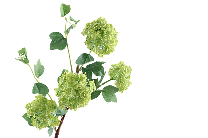 <h4>Viburnum Opulus Green</h4>