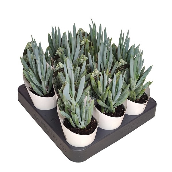 <h4>SENECIO SERPENS - POT Ø 6,5 WITH POTCOVER (SUCCULENTEN)</h4>