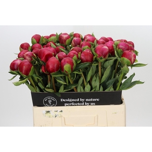 Paeonia Belgravia