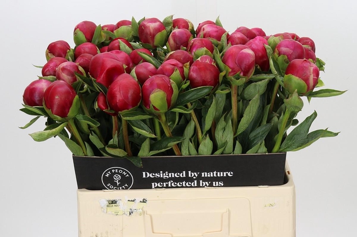 <h4>Paeonia Belgravia</h4>
