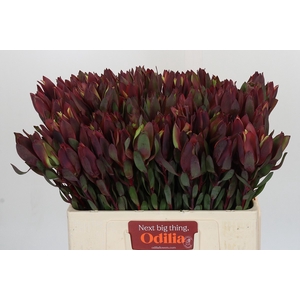 Leucadendron Senorita