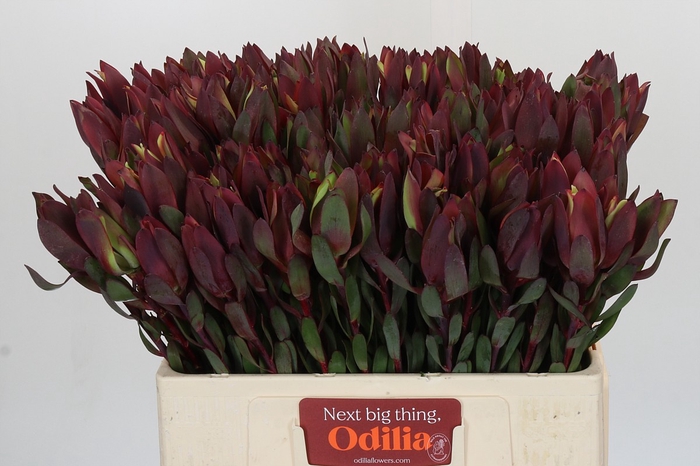 <h4>Leucadendron Senorita</h4>