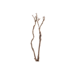 Syringa Branch Extra Guami