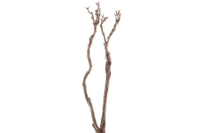<h4>Syringa Branch Extra Guami</h4>