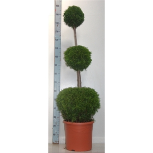 Thuja oc. Smaragd, Triobol 120-140 cm - 17 liter deco