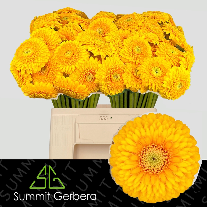 <h4>GE MB HONEYDEW</h4>