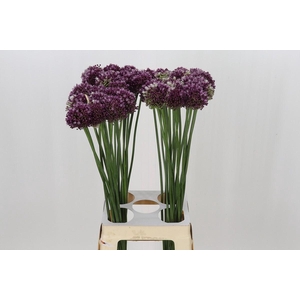 Allium ampeloprasum 'Purpl Mystery'