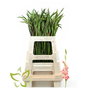 Gladiolus Nanus 'nathalie'