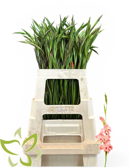 Gladiolus nanus Nathalie