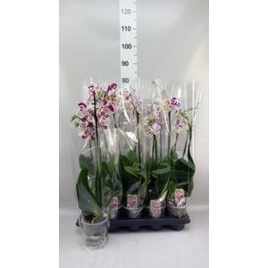 Phalaenopsis  'Ant Marrakesh'