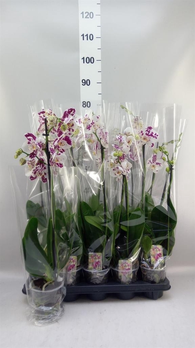<h4>Phalaenopsis  'Ant Marrakesh'</h4>