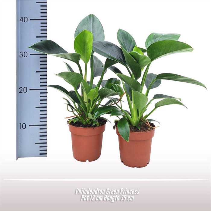 <h4>Philodendron Green Princess</h4>