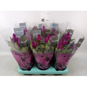 Celosia spic. 'Deep Purple'